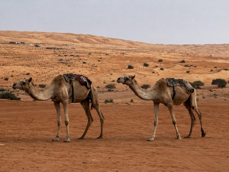 desert safari dubai