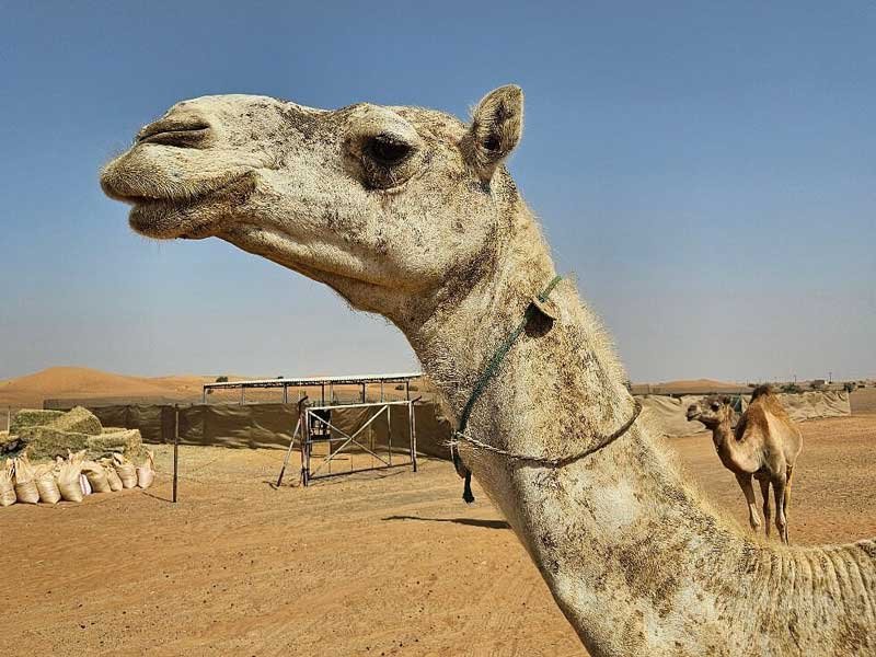 private desert safari dubai